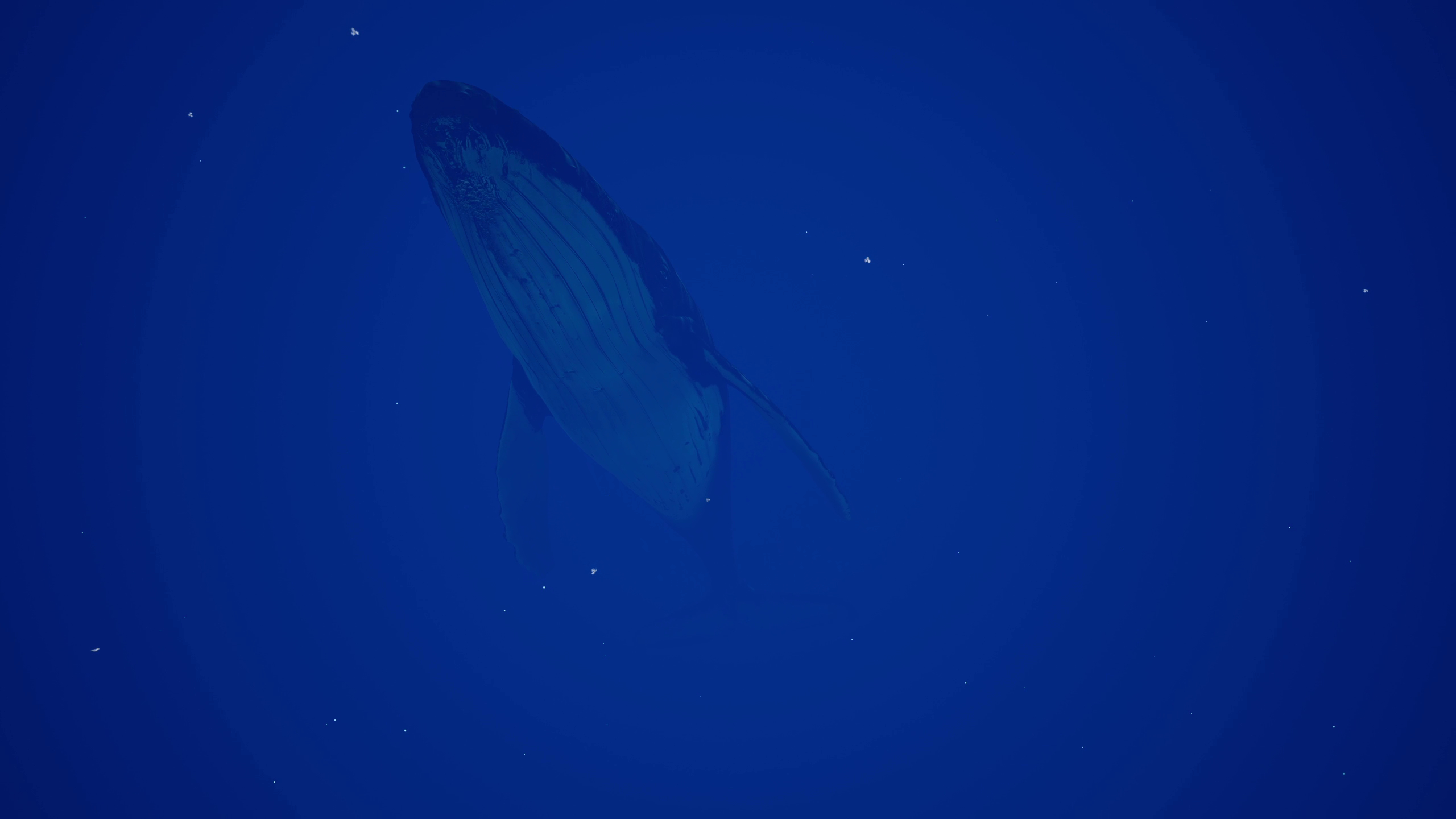 Immersive underwater experience in Mindergy VR